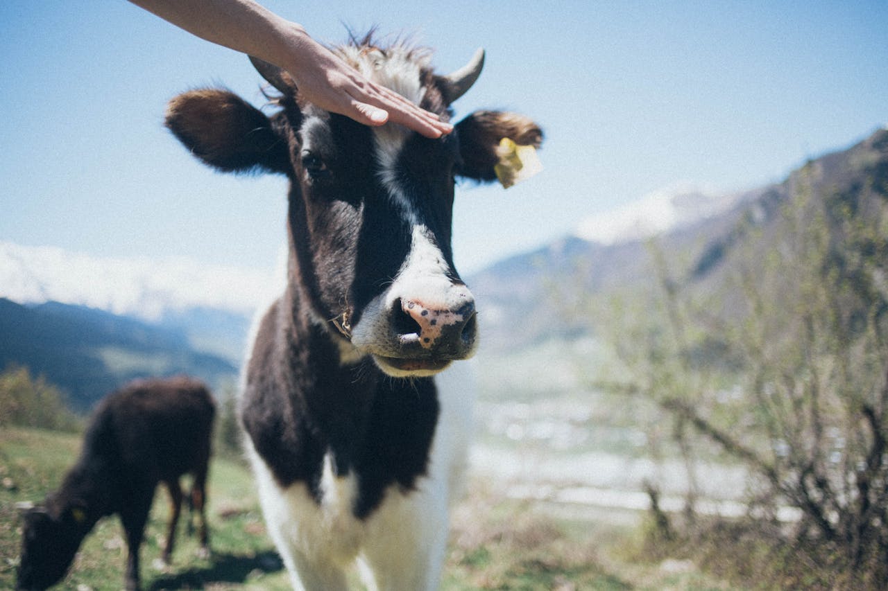 A hand pets a cow in a beautiful mountainous pasture, surrounded by nature and tranquility.
