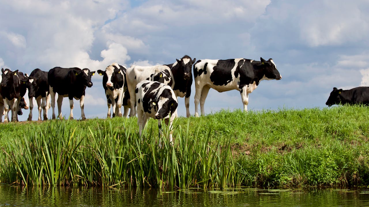 services-02 A herd of Holstein cows grazing by a water body on a sunny day with a clear sky.