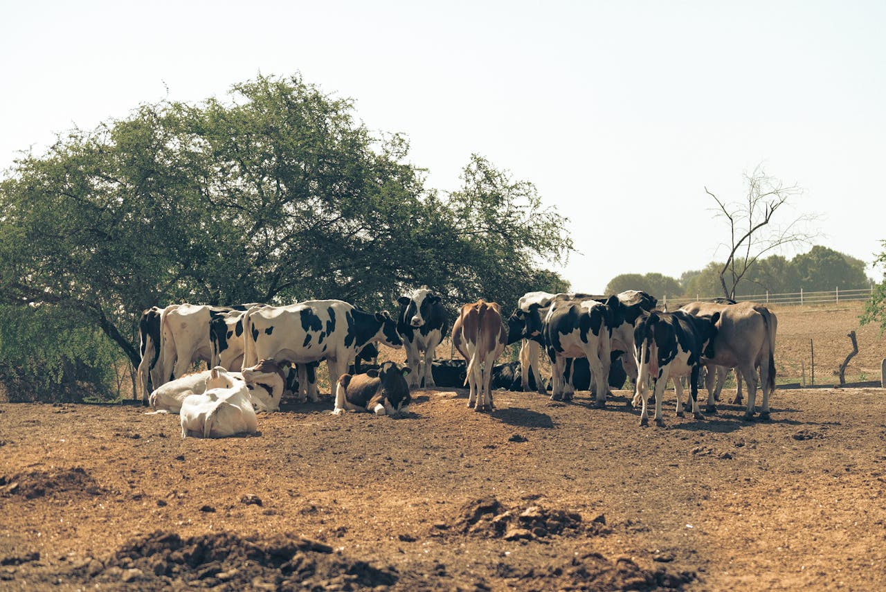A herd of cows resting and grazing under trees in a sunlit countryside field.